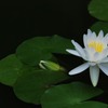 はす