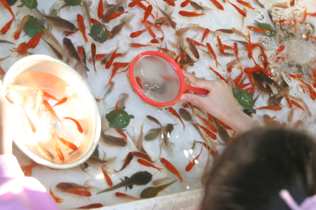 金魚すくい