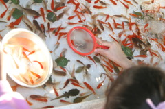 金魚すくい