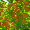 御挨拶　紅葉