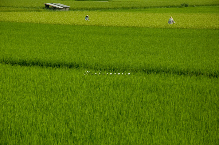 田園　三田