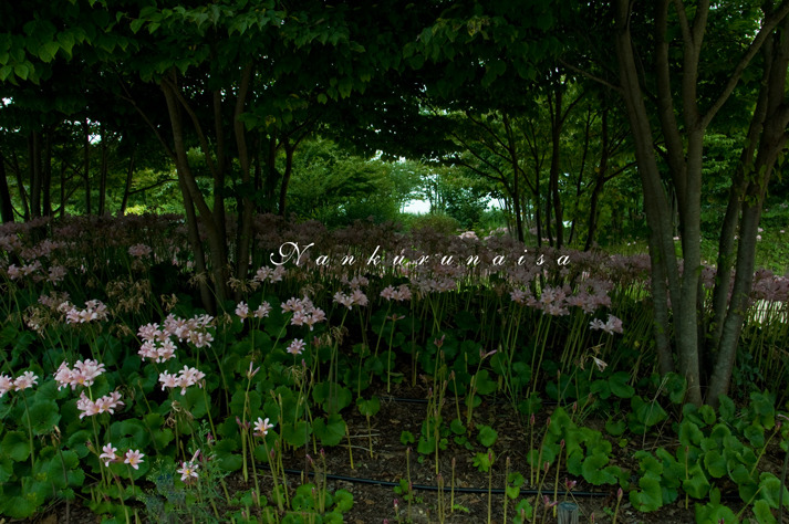優しくなる色のお花