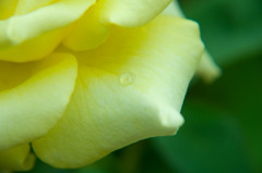 黄色い季節外れの薔薇