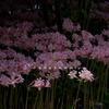 優しくなる色のお花