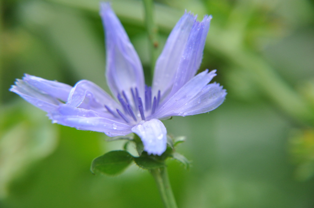 チコリの花