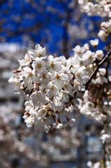桜がさくよ