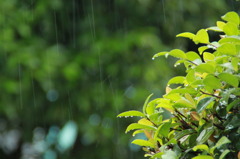 外は雨