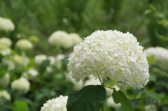 梅雨の花3