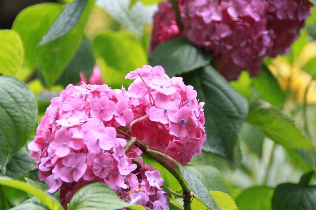 梅雨の花2