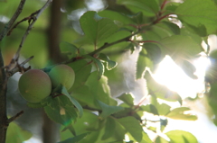 青梅の香り