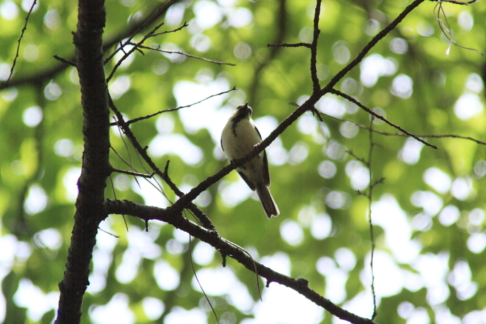 風、待ちわびて