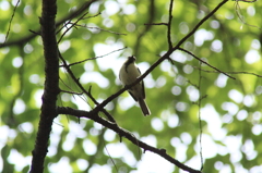風、待ちわびて