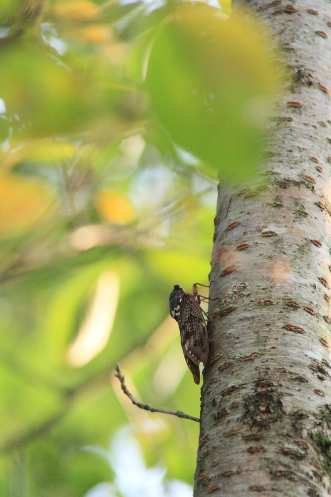 Cicada. 