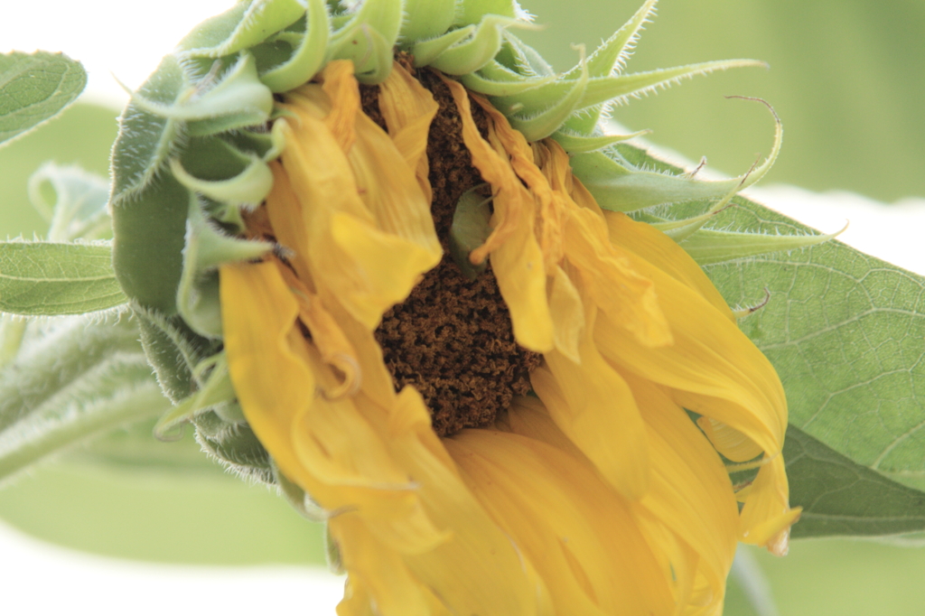 はくしょん ヒマワリ