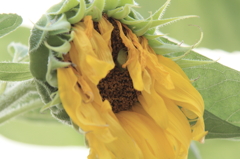 はくしょん ヒマワリ