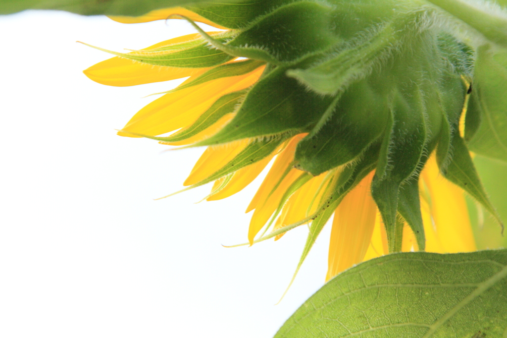 ヒマワリのシミ・そばかす