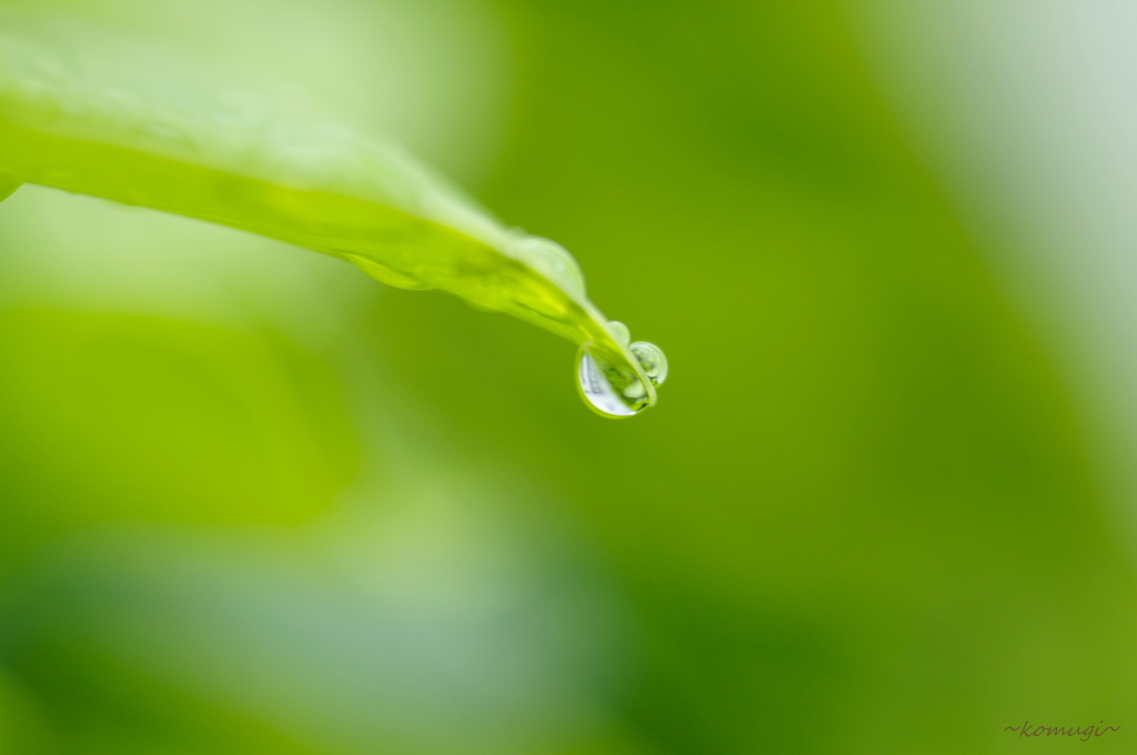 雨上がりの宝石