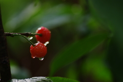 雨上がり