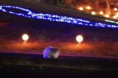 佇む猫