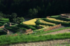 大山の千枚田