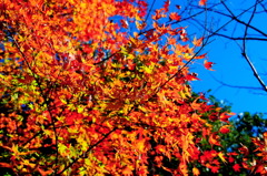 紅葉