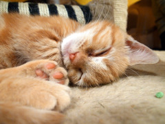 猫はなぜ丸くなるのか？？