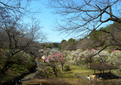 やっと満開