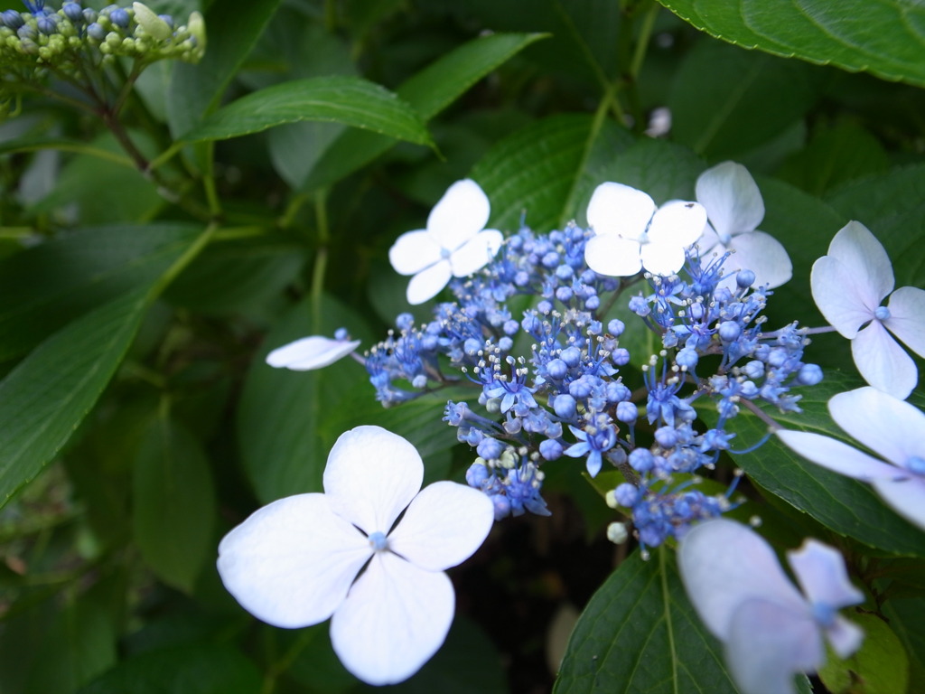 小さくてきれいな花
