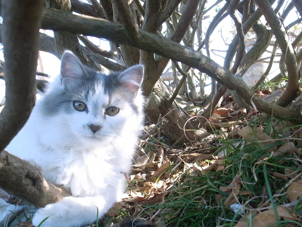 草むらから猫
