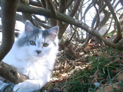草むらから猫