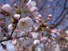 普通のさくら