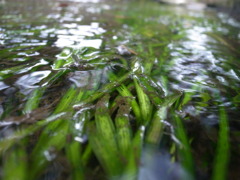 水草生える川