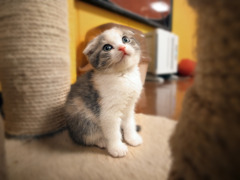 笑って許して