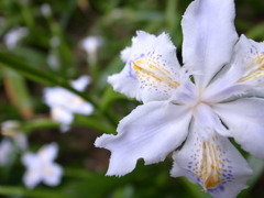 Beautiful Flower
