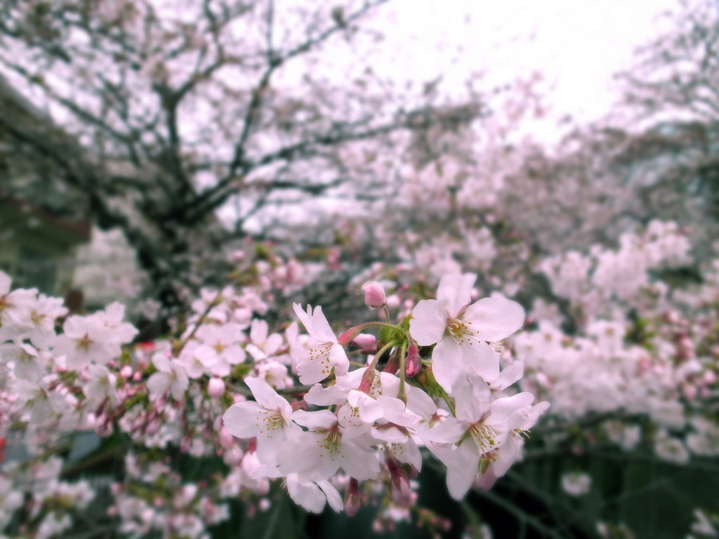 どこまでも咲き続け