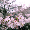 どこまでも咲き続け