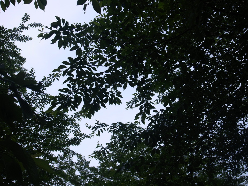 雨の予感