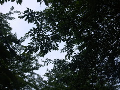 雨の予感