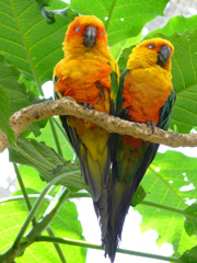 ハート型で仲良く眠るインコ