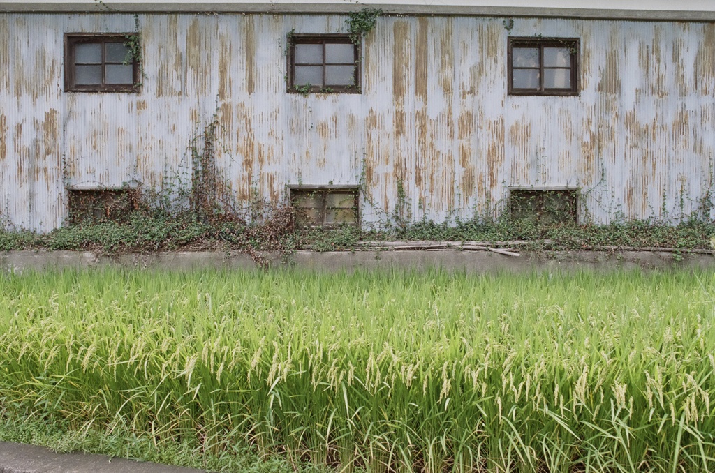 イネ