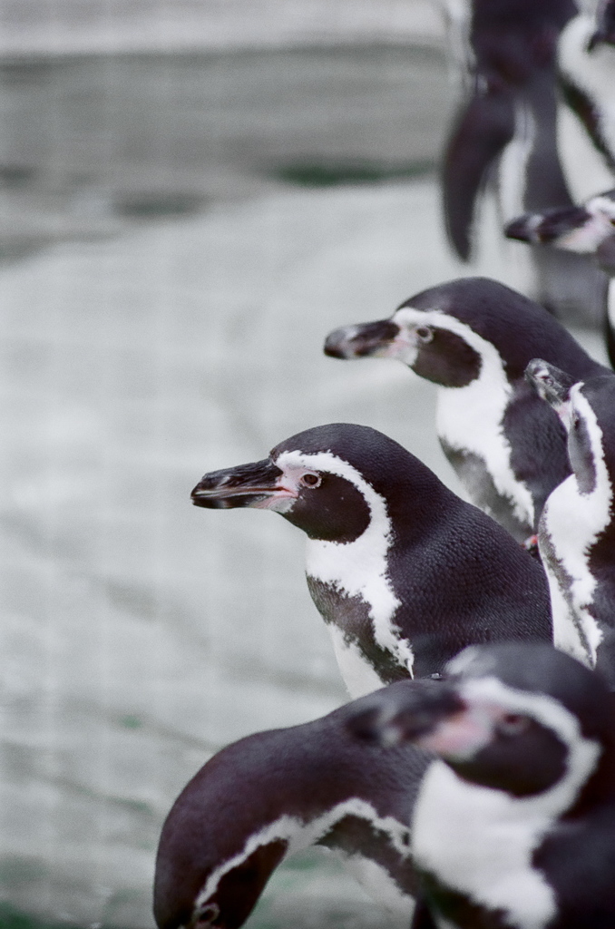 フンボルトペンギン
