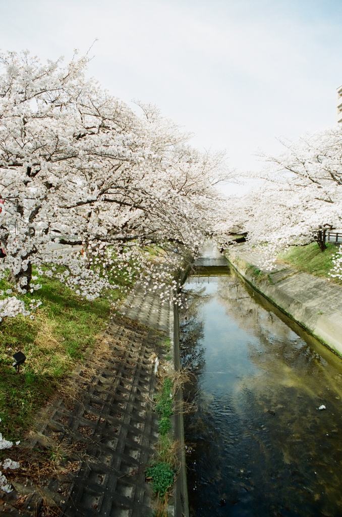 川畔