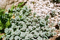 高山植物5