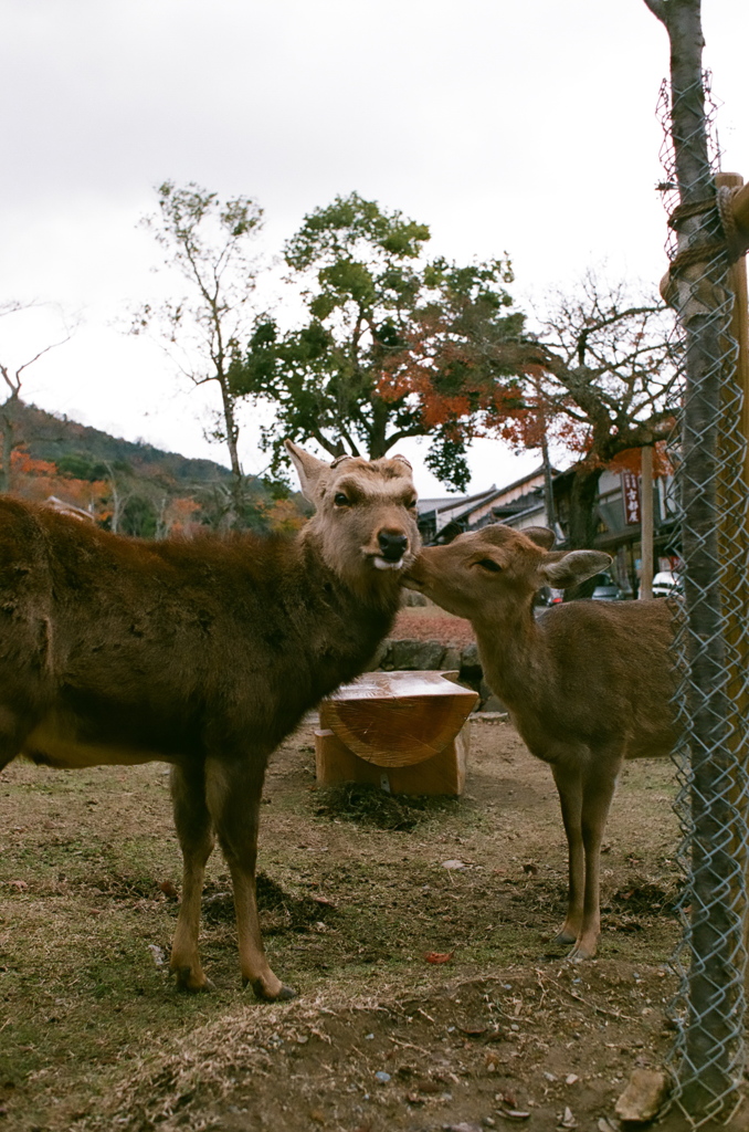 キッス