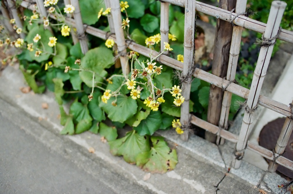 花と竹垣