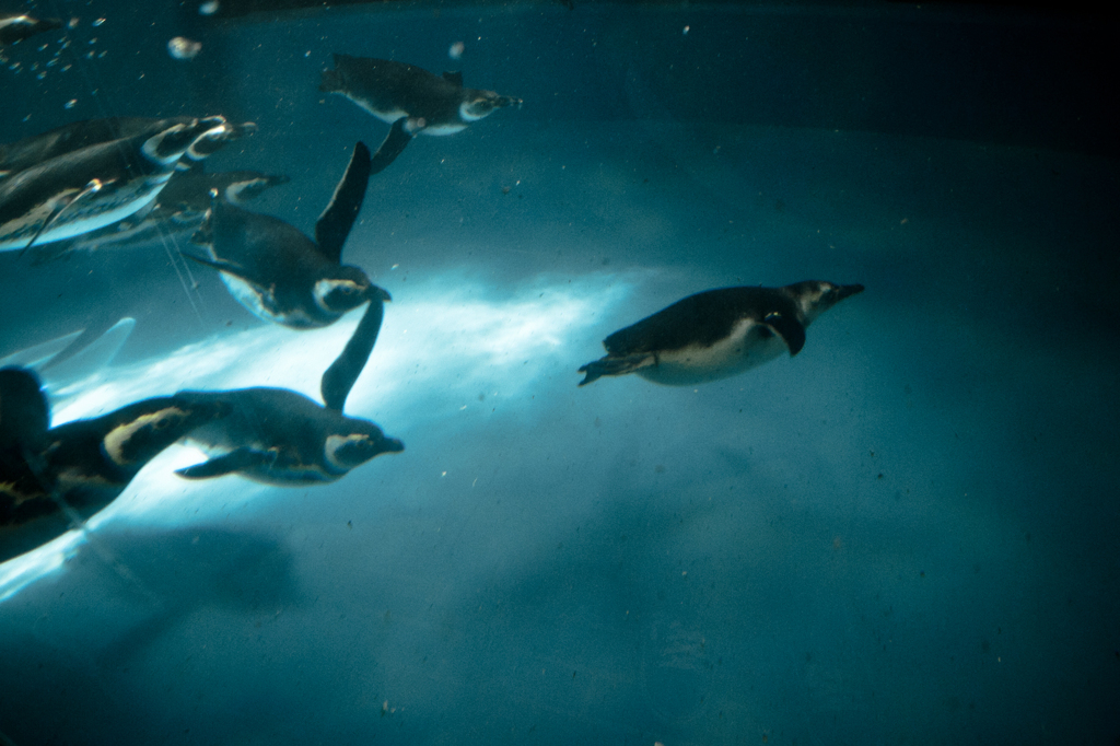 ペンギン