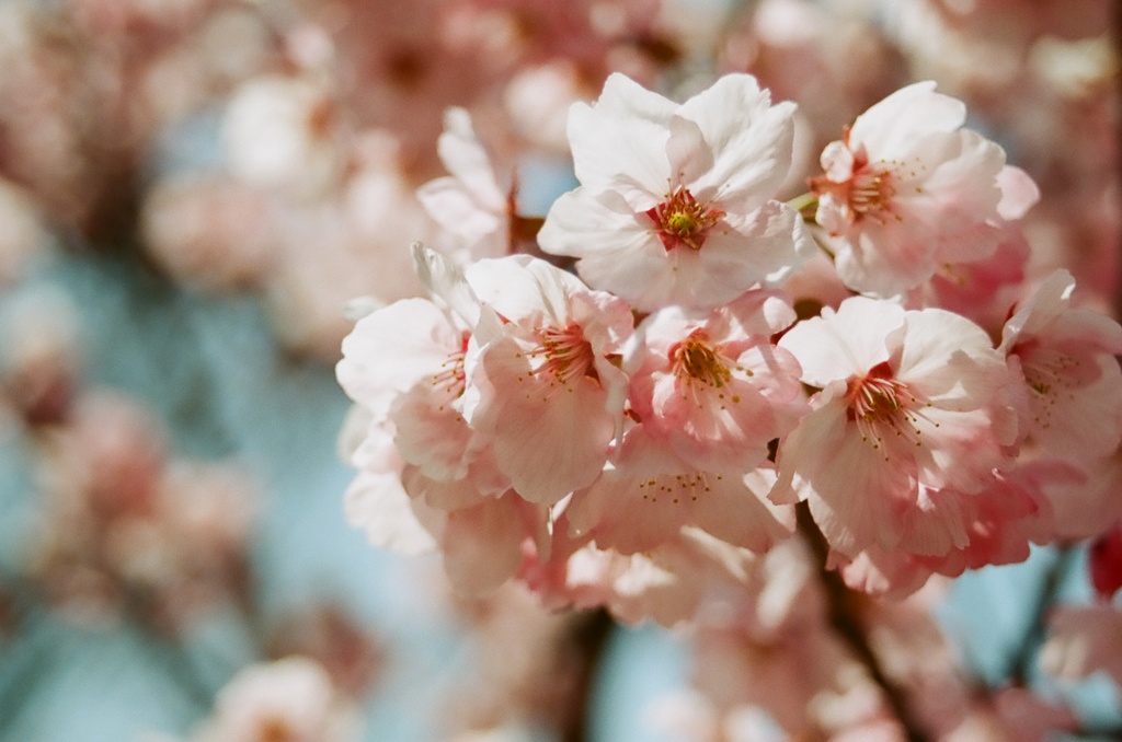 桜の花