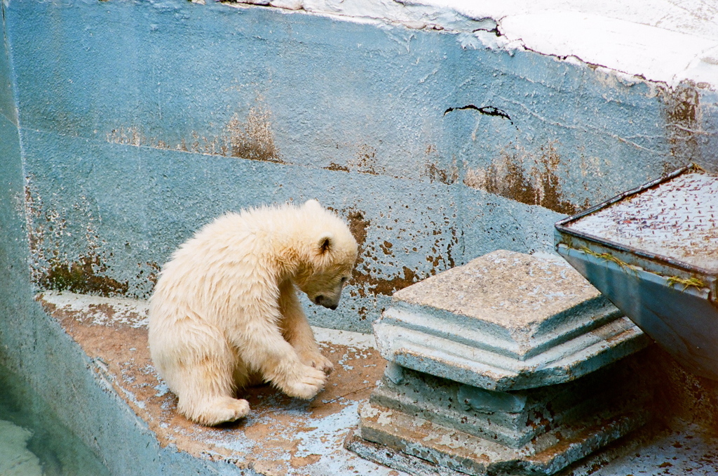 シロクマコドモ