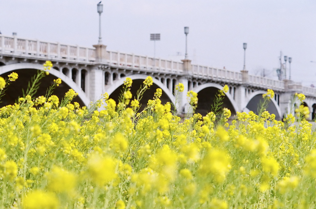 菜の花畑