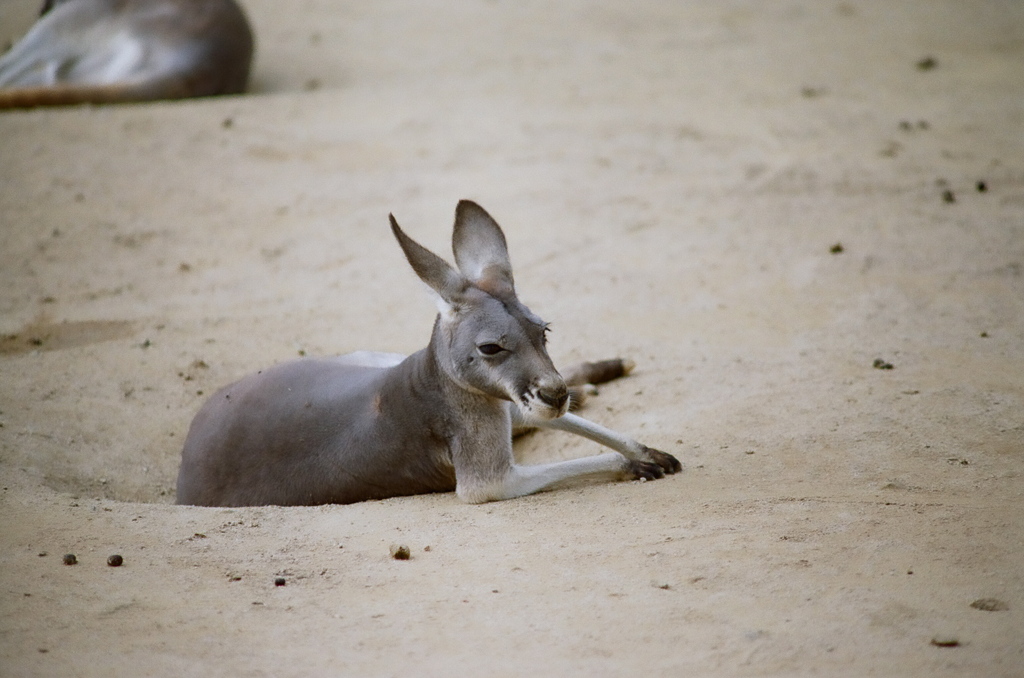 カンガルー親分